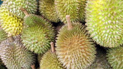 Taggiga gröna durian frukter