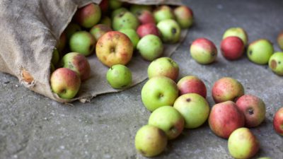 Nyskördade äpplen rullar ut från en påse på ett bord.