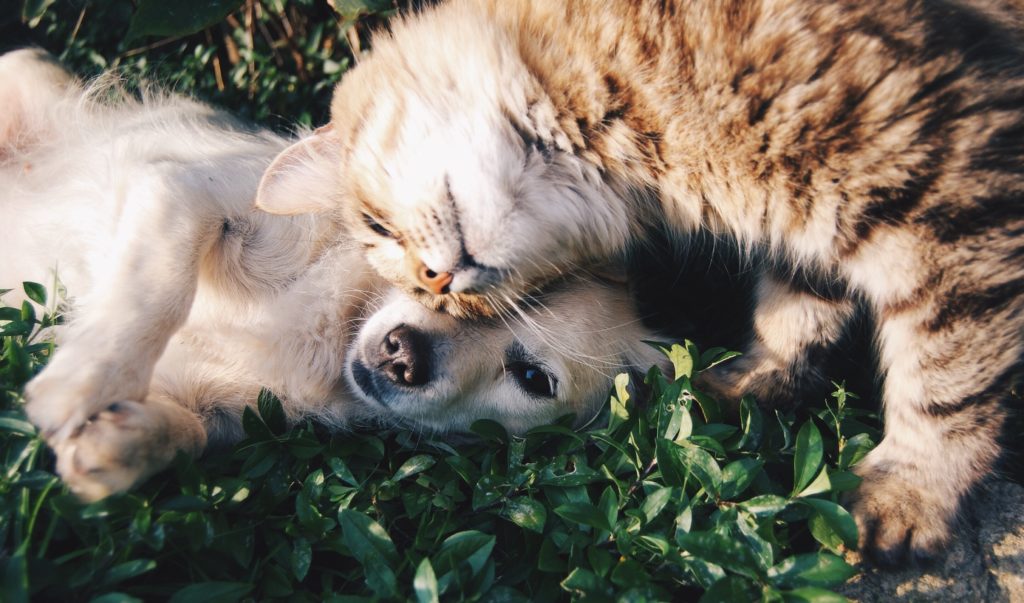 En hund och en katt som gosar.