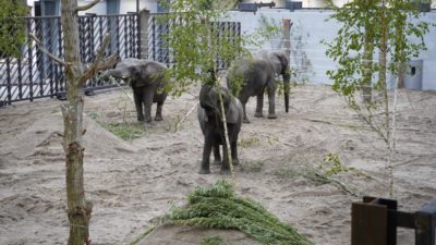 Tre elefanter som tidigare arbetat på cirkus