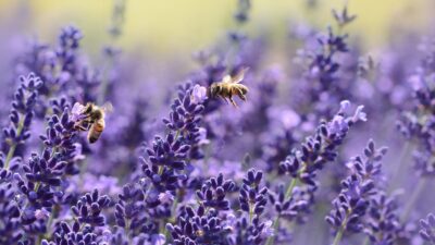 Bin som pollinerar